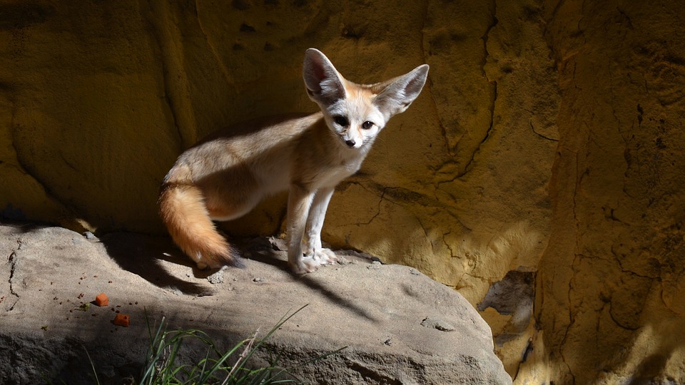 The Fennec Fox