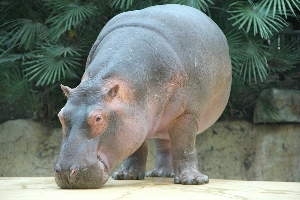 Hippopotamus